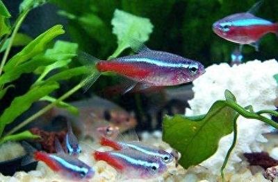 銀龍魚能喂顆粒飼料嗎怎么喂的，銀龍魚可以喂顆粒飼料嗎 水族問答