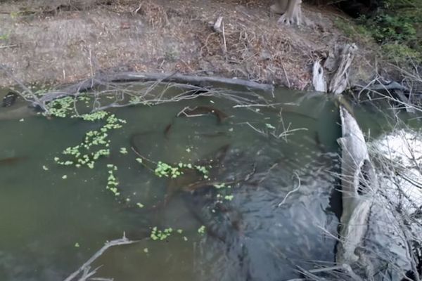 電鰻如何區(qū)分獵物種類，電鰻如何感知獵物的運動,電鰻電場感應(yīng)的神經(jīng)機制 觀賞魚市場（混養(yǎng)魚） 第1張