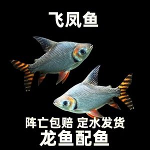 龍魚搭配泰國鯽的好處和功效，龍魚與泰國鯽混養(yǎng)的注意事項 龍魚百科 第3張