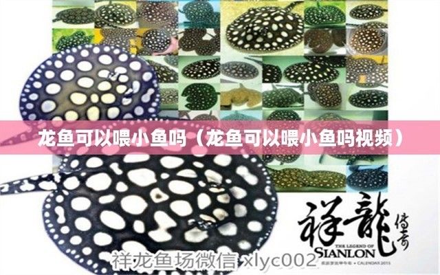 龍魚喂小魚草魚會撐死嗎，龍魚會因為喂食小魚和草魚而撐死嗎？ 龍魚百科 第5張