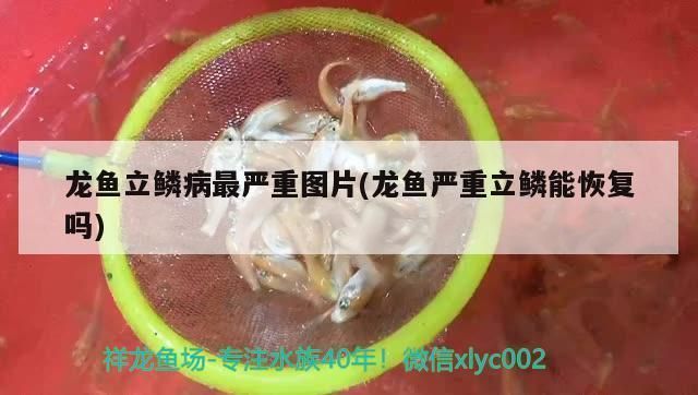 龍魚立鱗發(fā)黑能恢復(fù)嗎，龍魚立鱗發(fā)黑可以恢復(fù)嗎 龍魚百科 第2張