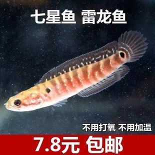 雷龍魚漁場，江蘇吳江漁場參觀指南雷龍魚市場價格趨勢雷龍魚觀賞價值評價 龍魚百科 第3張