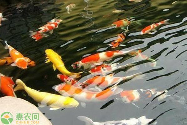 大正錦鯉魚(yú)的飲食搭配指南 觀賞魚(yú)市場(chǎng)（混養(yǎng)魚(yú)） 第3張