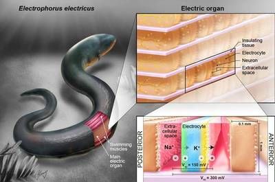 電鰻發(fā)電原理的科學解釋 觀賞魚市場（混養(yǎng)魚） 第2張