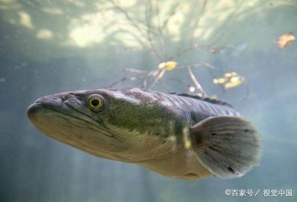 黑鯇魚苗常見疾病及防治，黑鯇魚苗在養(yǎng)殖過程中容易受到多種疾病侵襲 觀賞魚市場（混養(yǎng)魚） 第1張