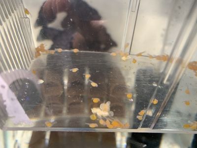 福滿鉆魚繁殖技術進展 觀賞魚市場（混養(yǎng)魚） 第5張