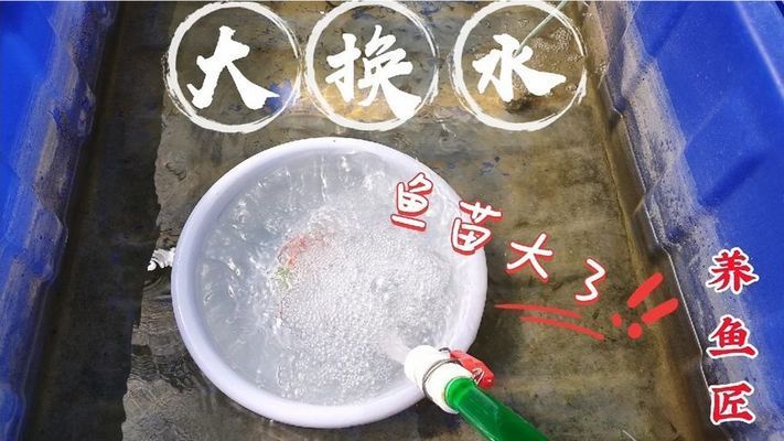 飛鳳魚苗生長速度影響因素，飛鳳魚苗最佳養(yǎng)殖密度是多少 觀賞魚市場（混養(yǎng)魚） 第2張