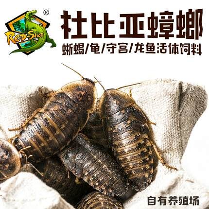 龍魚吃什么發(fā)色比較快，龍魚發(fā)色速度受多種因素影響龍魚發(fā)色速度受多種因素影響 龍魚百科 第1張