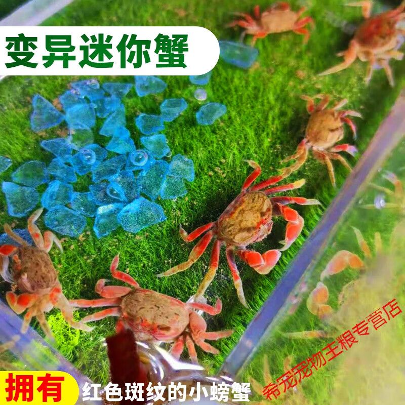 斑馬狗頭魚(yú)繁殖期飼料選擇，斑馬狗頭魚(yú)的繁殖期飼料選擇 觀賞魚(yú)市場(chǎng)（混養(yǎng)魚(yú)） 第3張