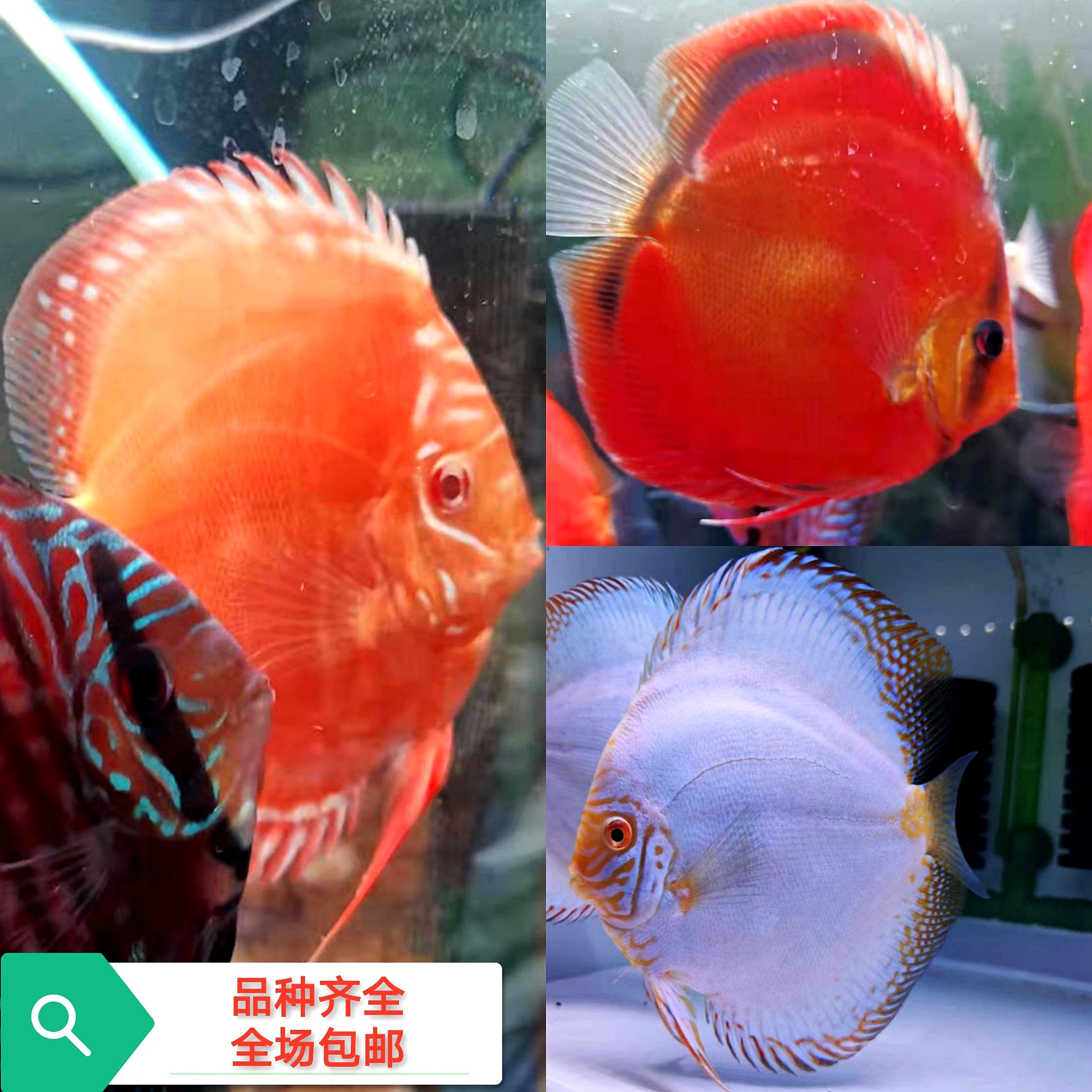 七彩神仙魚(yú)招財(cái)效果研究，七彩神仙魚(yú)在風(fēng)水學(xué)中的招財(cái)效果 觀賞魚(yú)市場(chǎng)（混養(yǎng)魚(yú)） 第2張