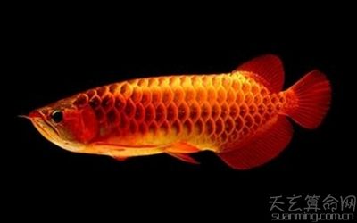 七彩神仙魚(yú)招財(cái)效果研究，七彩神仙魚(yú)在風(fēng)水學(xué)中的招財(cái)效果 觀賞魚(yú)市場(chǎng)（混養(yǎng)魚(yú)） 第5張