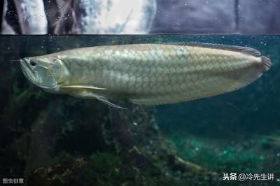 銀龍魚風水學中的具體作用，銀龍魚在風水學中具有特殊的象征意義和作用和作用 觀賞魚市場（混養(yǎng)魚） 第4張