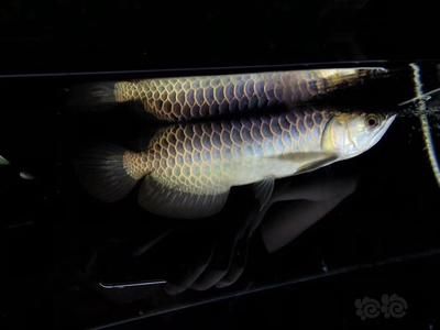 龍魚古典和藍(lán)底，古典龍魚古典和藍(lán)底龍魚的區(qū)別，古典龍魚的飼養(yǎng)技巧 龍魚百科 第1張