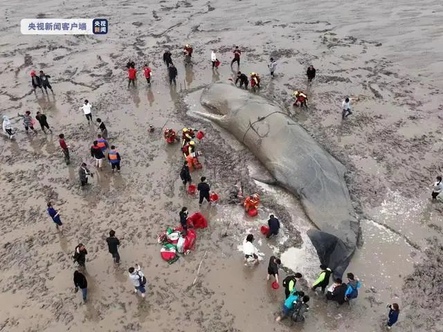 鯨魚(yú)保護(hù)措施有哪些，海洋生態(tài)系統(tǒng)中的重要組成部分，其保護(hù)措施對(duì)于維持生態(tài)平衡至關(guān)重要 觀賞魚(yú)市場(chǎng)（混養(yǎng)魚(yú)） 第4張