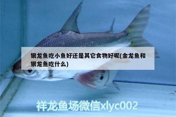 銀龍魚(yú)苗蛋白質(zhì)需求量，異育銀鯽幼魚(yú)飼料中蛋白質(zhì)適宜需求量與飼料蛋白源的關(guān)系 觀賞魚(yú)市場(chǎng)（混養(yǎng)魚(yú)） 第4張