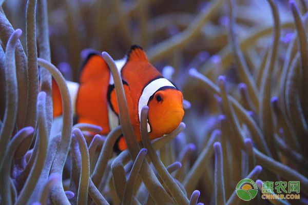 白子球鯊魚幼體常見疾病 觀賞魚市場（混養(yǎng)魚） 第1張