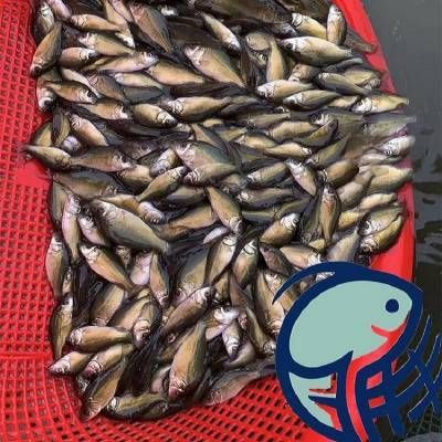 七紋巨鯉魚市場價格查詢，七紋巨鯉魚市場價格 觀賞魚市場（混養(yǎng)魚） 第5張