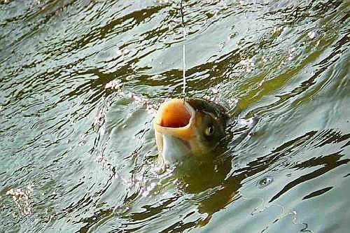 龍魚飼料配方制作工藝 水族問答