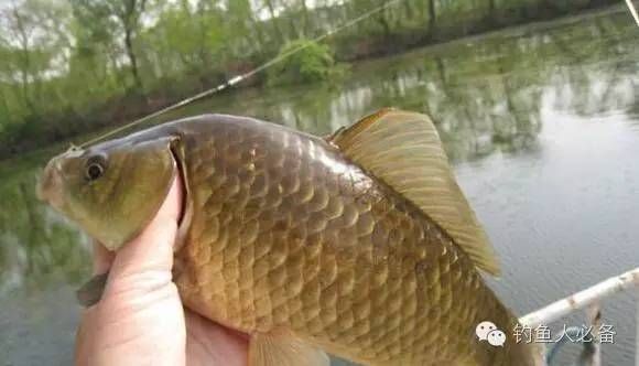 雪鯽魚最佳釣魚時(shí)間，雪鯽魚最佳釣魚時(shí)間查詢， 觀賞魚市場(chǎng)（混養(yǎng)魚） 第2張