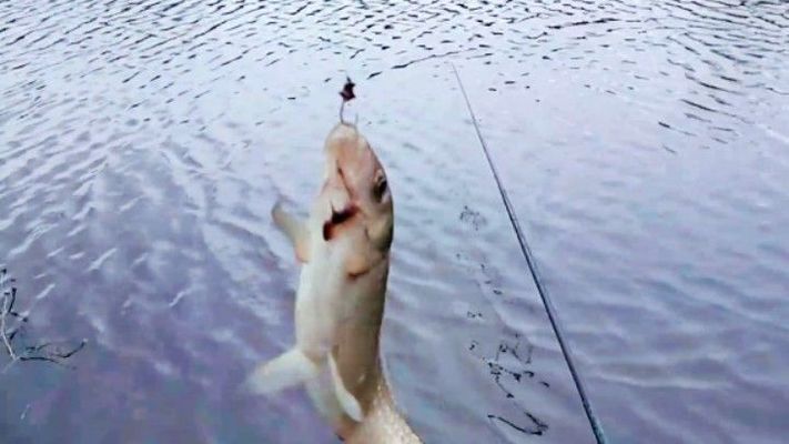 雪鯽魚最佳釣魚時(shí)間，雪鯽魚最佳釣魚時(shí)間查詢， 觀賞魚市場(chǎng)（混養(yǎng)魚） 第1張