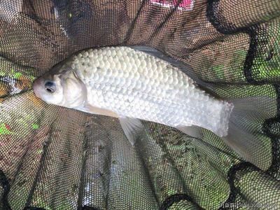 雪鯽魚最佳釣魚時(shí)間，雪鯽魚最佳釣魚時(shí)間查詢， 觀賞魚市場(chǎng)（混養(yǎng)魚） 第4張