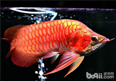 龍魚畫法，工筆畫龍魚簡(jiǎn)筆畫入門技巧彩色鉛筆龍魚繪制方法 龍魚百科 第5張