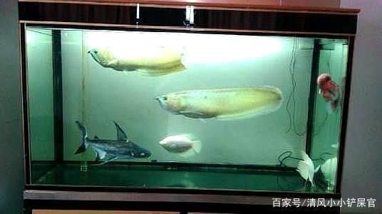 龍魚一直打架怎么回事，龍魚為什么會打架？ 龍魚百科 第4張