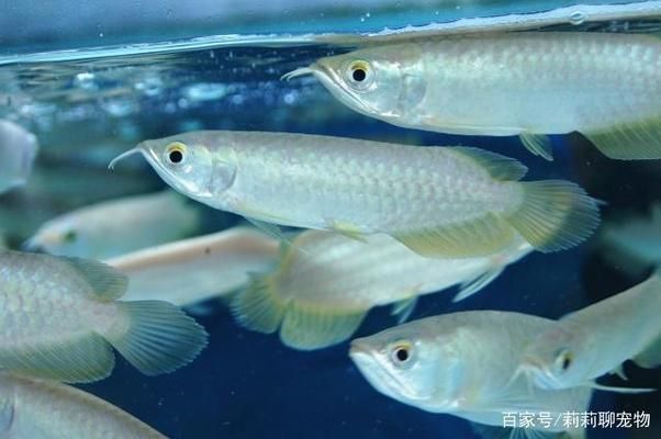 龍魚一直打架怎么回事，龍魚為什么會打架？ 龍魚百科 第2張