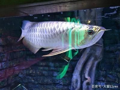 紅龍魚水質(zhì)檢測方法，紅龍魚養(yǎng)殖中水質(zhì)檢測是確保魚類健康生長的關(guān)鍵