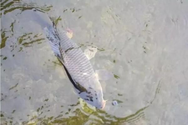 青龍魚好不好釣，青龍魚常見釣魚地點，青龍魚最佳垂釣季節(jié)，青龍魚餌料選擇指南 龍魚百科 第1張