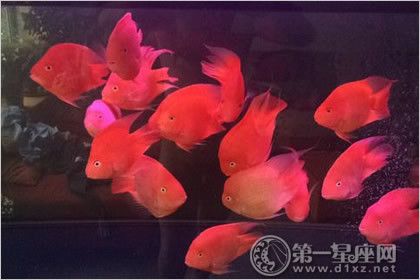 財神鸚鵡魚幼魚喂養(yǎng)指南，財神鸚鵡魚幼魚喂養(yǎng)指南包括選擇合適的食物、控制喂食頻率和方式 觀賞魚市場（混養(yǎng)魚） 第2張