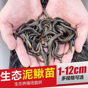 龍魚泥鰍怎么處理，處理龍魚泥鰍的方法