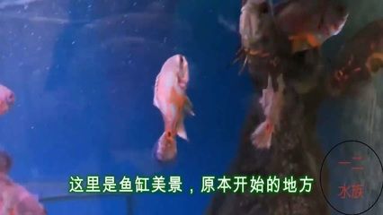 野生地圖魚的飼養(yǎng)技巧，如何判斷地圖魚健康狀況,地圖魚常見疾病的防治方法 觀賞魚市場(chǎng)（混養(yǎng)魚） 第4張