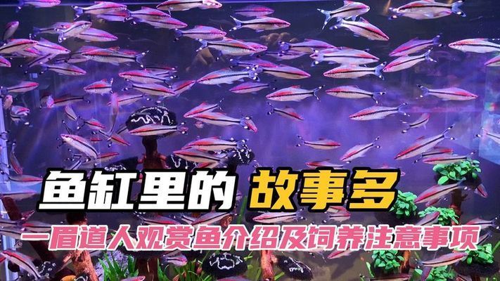 一眉道人魚苗孵化期管理要點，一眉道人魚苗孵化期的管理 觀賞魚市場（混養(yǎng)魚） 第4張