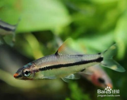 一眉道人魚苗孵化期管理要點，一眉道人魚苗孵化期的管理 觀賞魚市場（混養(yǎng)魚） 第5張