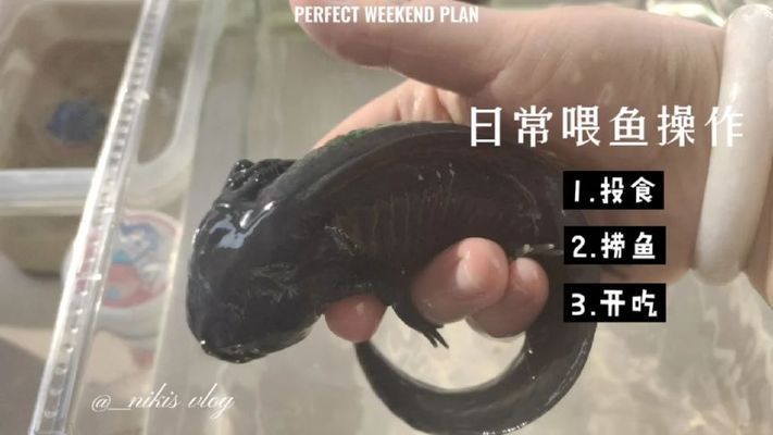 杰西卡恐龍魚飼料選擇技巧，恐龍魚飼料選擇技巧 觀賞魚市場（混養(yǎng)魚） 第4張