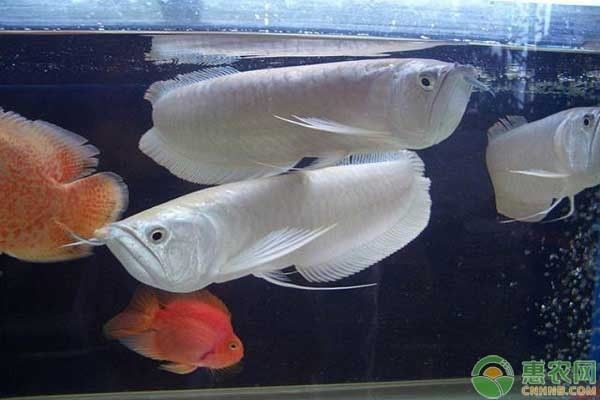 銀龍魚(yú)日常飲食搭配，銀龍魚(yú)日常飲食搭配建議：銀龍魚(yú)日常飲食搭配應(yīng)當(dāng)多樣化