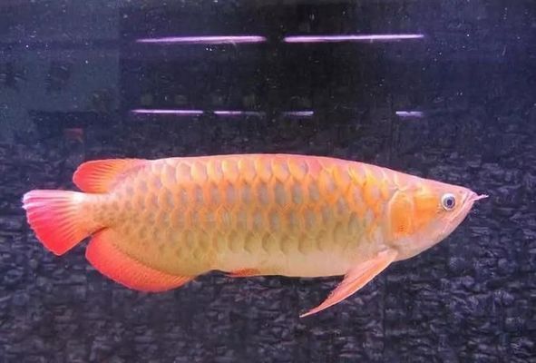 星鉆魚冬季喂食調(diào)整，星鉆魚冬季喂食調(diào)整，星鉆魚冬季飼料選擇技巧 觀賞魚市場（混養(yǎng)魚） 第3張