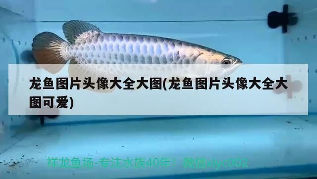 龍魚(yú)微信頭像女，如何挑選龍魚(yú)微信頭像