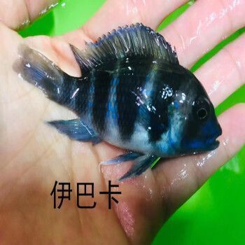 伊巴卡魚飼養(yǎng)環(huán)境要求，伊巴卡魚混養(yǎng)注意事項 觀賞魚市場（混養(yǎng)魚） 第1張