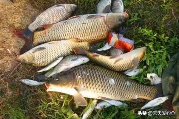 青龍魚好不好釣魚，“青龍魚”的釣魚情況 龍魚百科 第4張