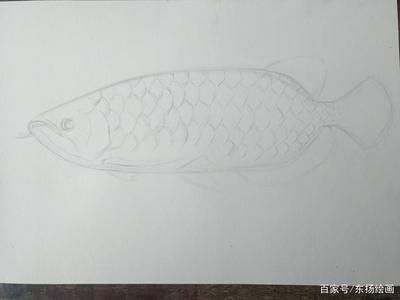 龍魚怎么畫素描，龍魚鱗片素描技巧