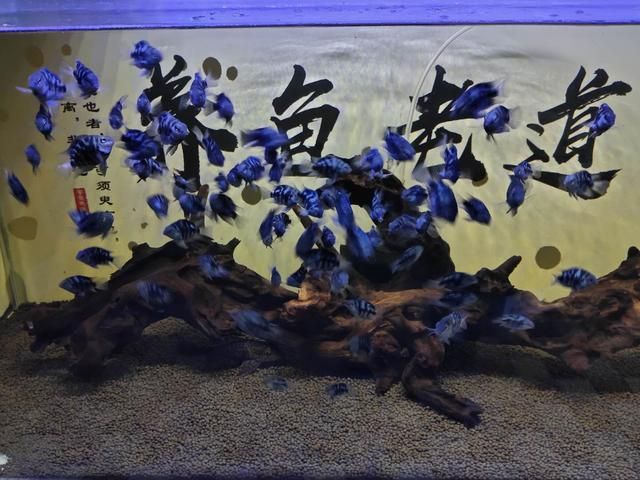 龍魚魚缸背景圖片大全超清，龍魚魚缸背景圖片大全 水族問答