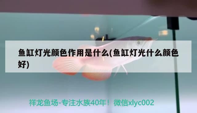 如何辨別鱷雀鱔的性別？，鱷雀鱔的性別可以通過觀察其體態(tài)和行為來進行辨別 觀賞魚市場（混養(yǎng)魚） 第4張