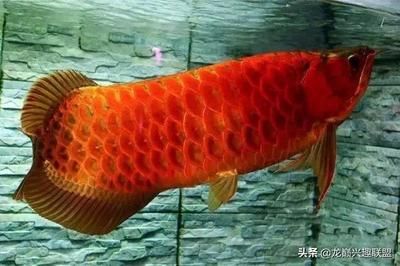 龍魚區(qū)分公母圖解，區(qū)分龍魚的公母可以通過觀察多種外部特征來實現(xiàn) 龍魚百科 第4張