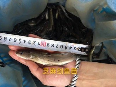 如何自制野彩魚飼料，自制野彩魚飼料原料質(zhì)量鑒別要點和注意事項 觀賞魚市場（混養(yǎng)魚） 第2張