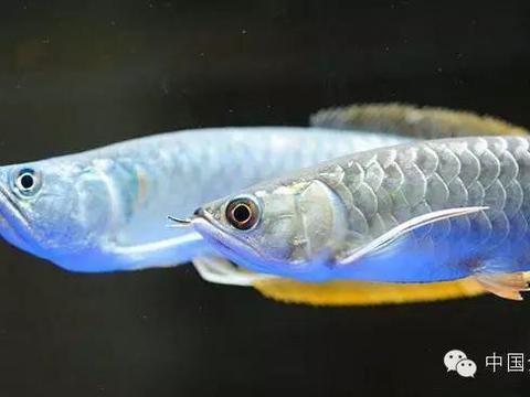 龍魚可以喂金魚嗎，龍魚可以喂金魚但需要注意的是，龍魚可以喂金魚，但需要注意的是