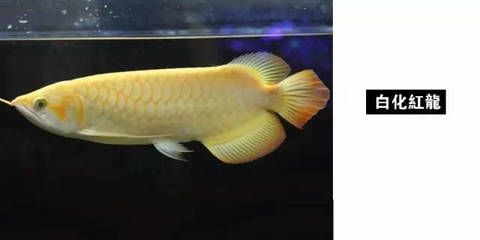 白子紅龍魚，白子紅龍魚市場價格查詢