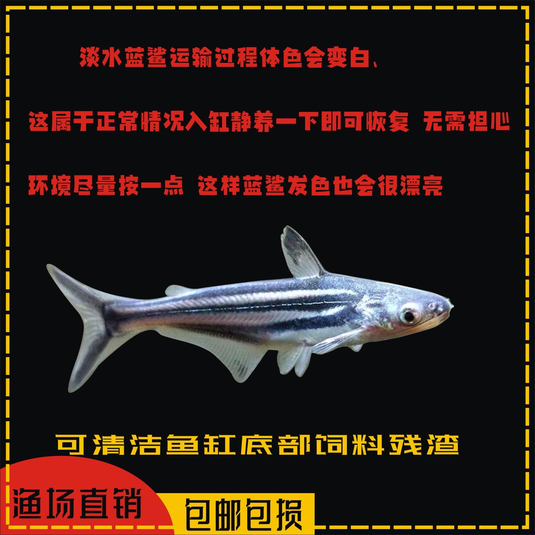 能和龍魚一起養(yǎng)的清潔魚是什么魚，與龍魚共養(yǎng)的清潔魚 龍魚百科 第3張