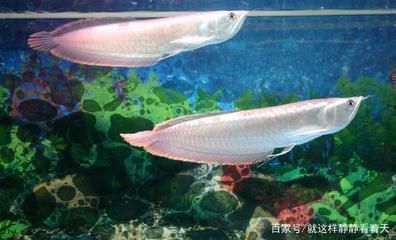 龍魚(yú)分為幾個(gè)品種？ 龍魚(yú)百科 第4張